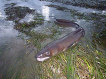 Seagrass congereel